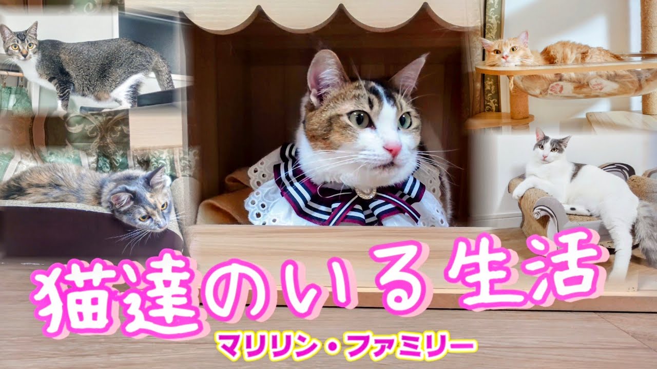 レノックス 猫 白猫 A Prrrfect Family Life with cats🐱【Marilyn Family】 - YouTube
