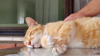 Cats Enjoying Massage Cats Enjoying Massage