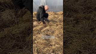 Deep Mulch Decomposed #notillgardening #permaculture #growyourownfood