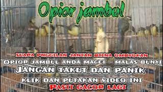 Opior jambul macat dan malas bunyi langsung bunyi pakai panciangan ini suara panggilan jantan betina