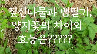 짚신나물과 뱀딸기,양지꽃의 차이점과 효능은 무엇일까요