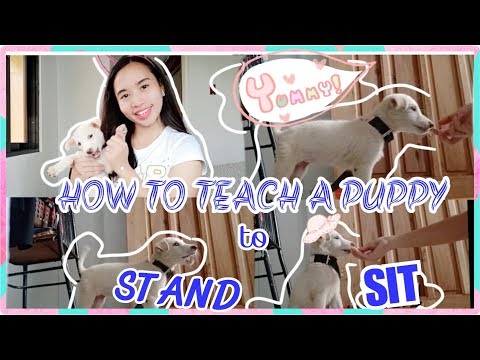 how-to-train-a-puppy-how-to-sit-and-stand??