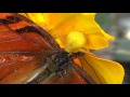 Araña mata mariposa en mi jardín
