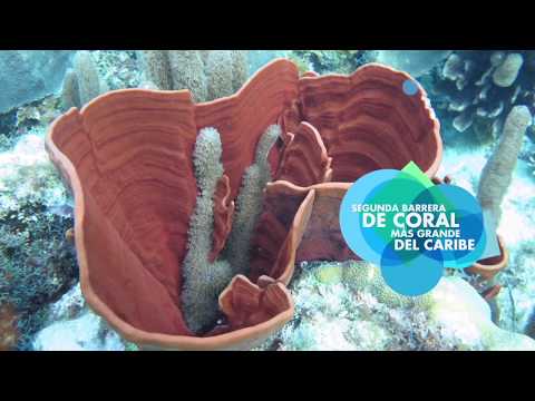 Vídeo: Què és El Dia Mundial Dels Oceans