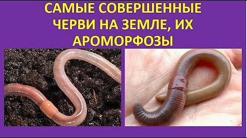 27. Самые совершенные черви на Земле, их ароморфозы