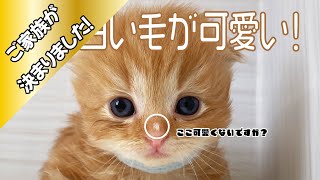 【子猫紹介】スコティッシュ・フォールド #可愛い #猫 #子猫 #レッドタビー #女の子 #もふもふ #愛知県 #名古屋 #刈谷 #豊田 #三河