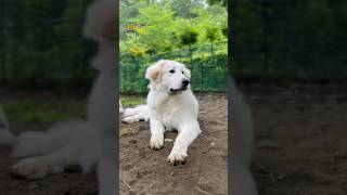 Belle ベル Lily リリー #greatpyrenees #todaysrunrun #グレートピレニーズ #今日のルンルン