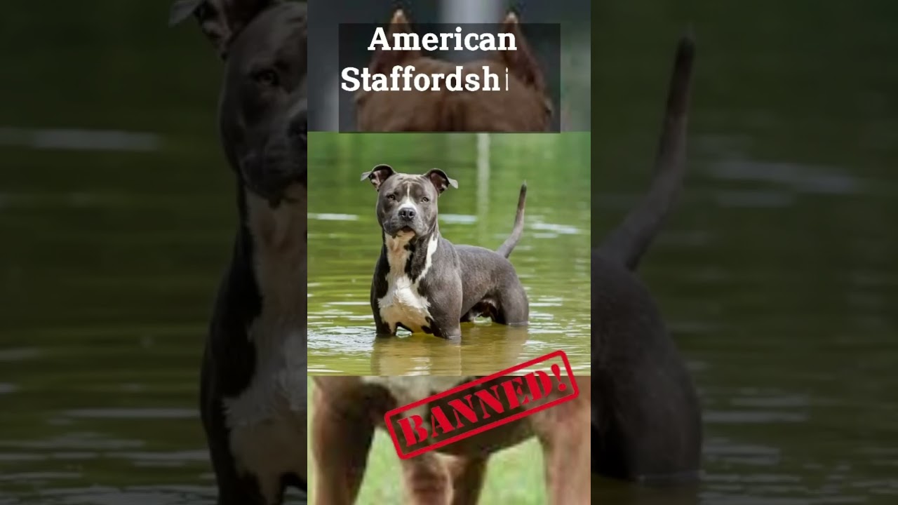 Banned Dog breeds from Singapore 🇸🇬😔🐶