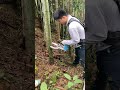 Electric Bamboo Shears Bamboo Electric Bamboo Shears Bamboo