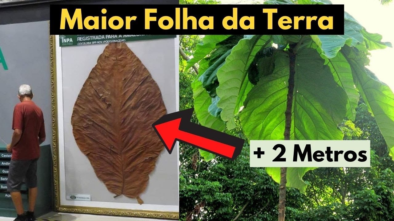 A Maior Folha da Terra - Ela é de uma Planta Brasileira!!! - YouTube