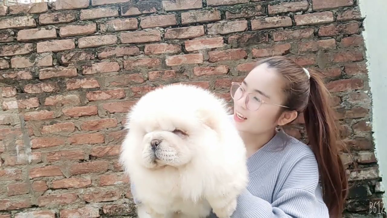 Chó Chow Chow Siêu To Khổng Lồ Giá Bao Nhiêu? | Mua Chó Chow Chow Ở Đâu #Chowchow #Chocanh