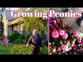 Growing peonies in the landscape  cut flower farm