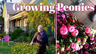 Growing Peonies In The Landscape & Cut Flower Farm