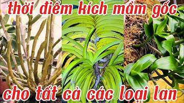 Chi tiết kích mầm gốc cho các loại lan, thời điểm vàng kích mầm gốc cho các loại lan