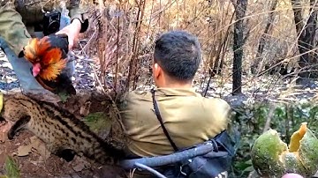 Yos hav zoov Dib qaib qus thiab tua mab noj txiv