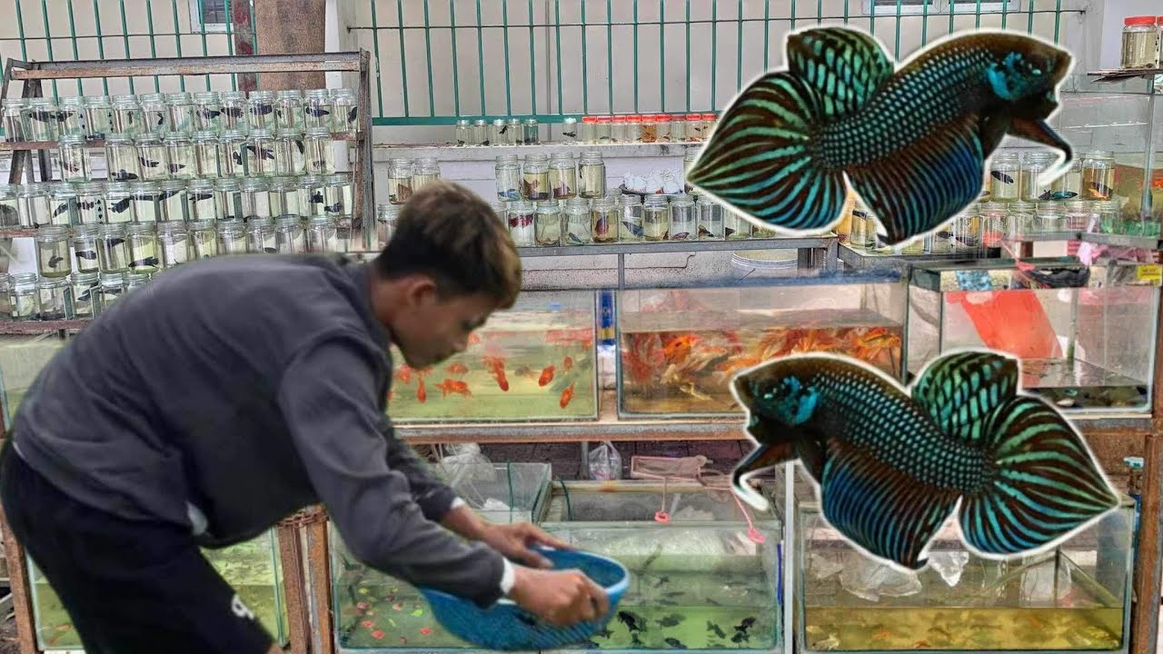 តោះទៅទិញត្រីក្រឹមនៅទីក្រុងតាខ្មៅ មានត្រីក្រឹមច្រើនណាស់បងប្អូន😱