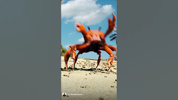 Crab Rave 2xs The Song 