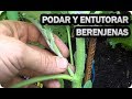 Como Podar Y Entutorar Las Berenjenas || Cultivo Berenjenas || La Huertina De Toni