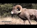 Canadian rockies wildlife footage