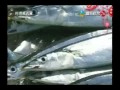 鮭魚v秋刀魚