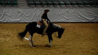 Pepsi Pine Jac - European Champion Ranch Riding Amateur - EURO Paint 2022