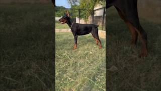 European Doberman Female Puppy available(98847 55984)Not for cheap price #dog#doglover#dogs#doberman