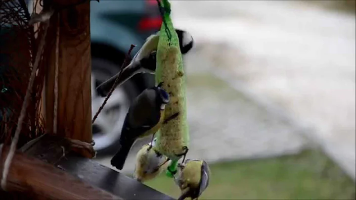 great titmouses eating