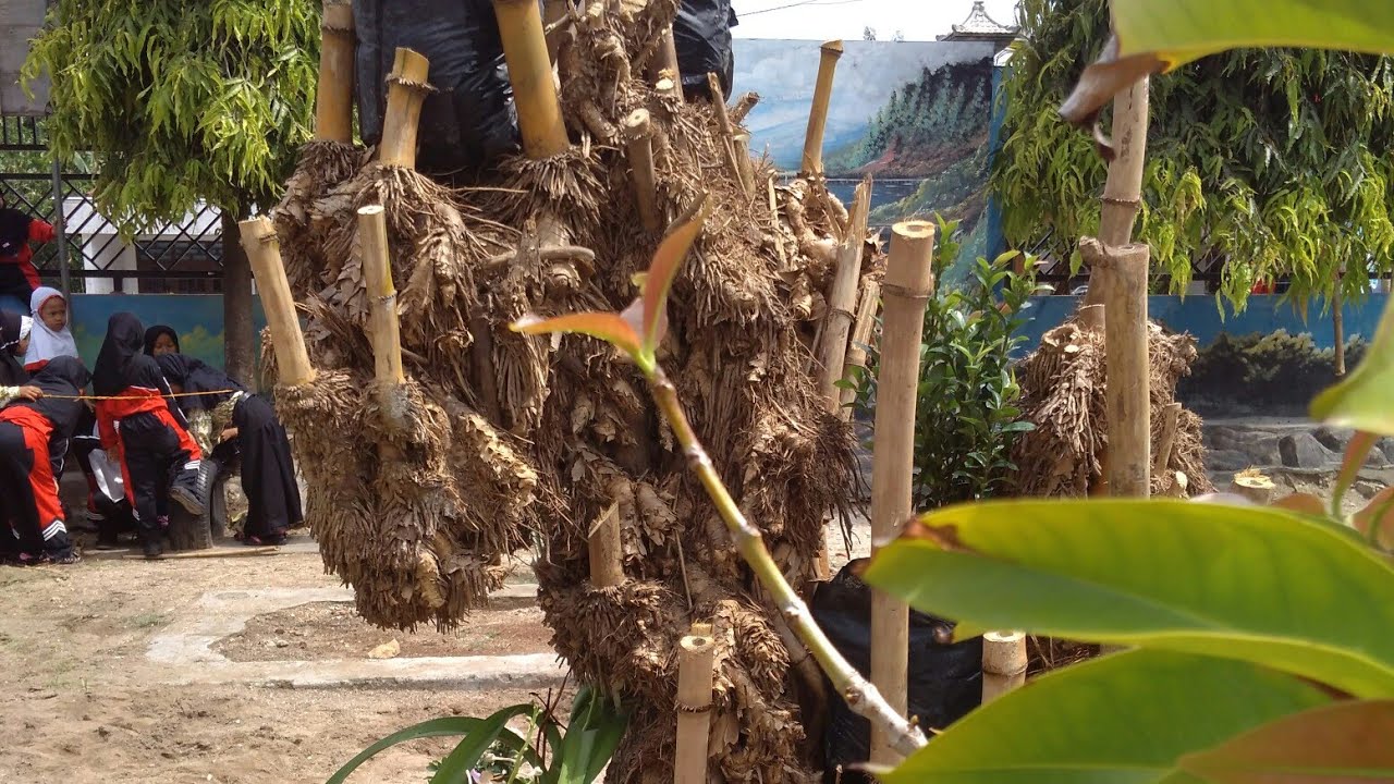 Cara membuat pohon Bonsai Yang Indah unik pohon bambu 