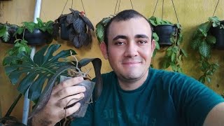 Conversando E Plantando
