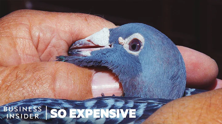 Why Racing Pigeons Are So Expensive | So Expensive - DayDayNews