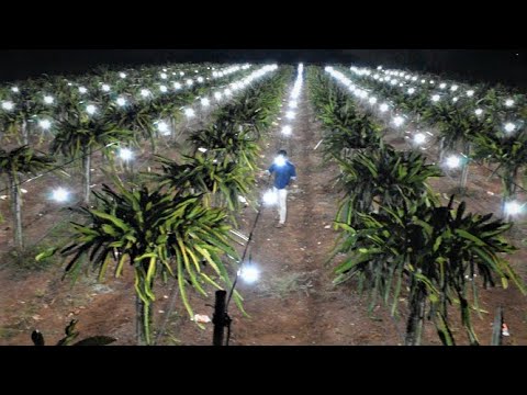 Growing dragon fruit with LED lights in Zaheerabad_good profit by dragon fruit farming
