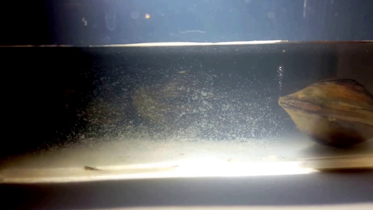 birth of freshwater mussels