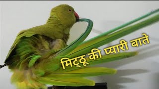 Indian Ringneck Talking Parrot  ll बोलने वाला तोता ll
