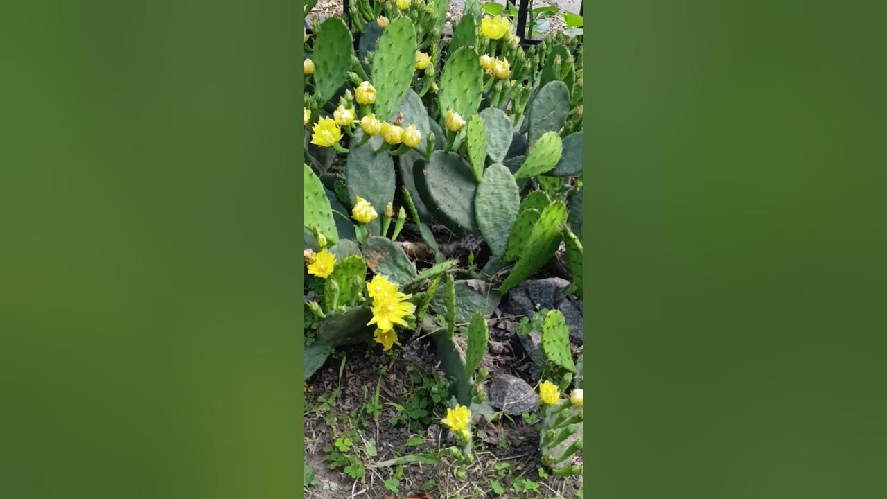 ДАЖЕ КАКТУСЫ В ЗАПОРОЖЬЕ ЗАЦВЕЛИ 16.06.2025 #запорожье #кактусы #цветет ...