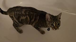 My Cats First Experience With Catnip