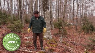 Sasvim prirodno: Priče o drvetu  Drvo, izvor života (Jovan Memedović)