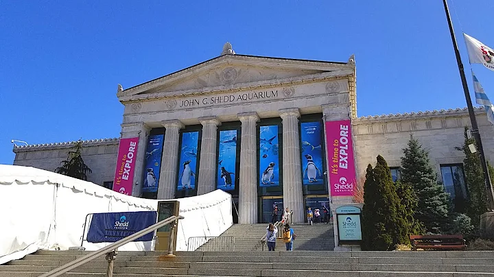 Our First Ever Visit to Shedd Aquarium in Chicago