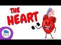 Heart and Health Quiz