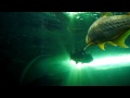 水族館へ行こう！NO.004（なかがわ水遊園） の動画、YouTube動画。
