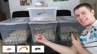 TUTO ÉLEVAGE INSECTES, GRILLON, BLATTE, VERS DE FARINE - PAS CHER !