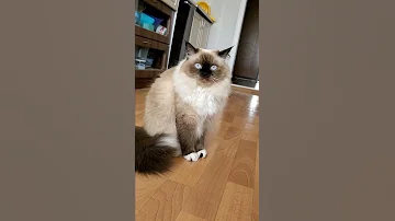 Вот почему нельзя наказывать кошек 🥺