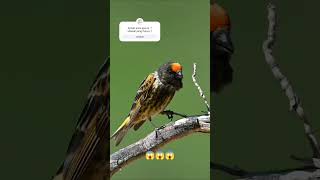 Burung Kenari di Alam Liar#short #shorts #burung #burungliar #burungkenariindonesia #burungkenari