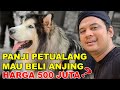 PANJI PETUALANG BELI ANJING HARGA 500 JUTA ???