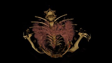 Live small-animal imaging at the Australian Synchrotron