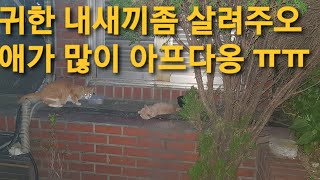 얼굴에 피고름이 가득차서  쓰러져 있던 새끼고양이 구조후  한달간 치료했더니 너무 이쁜 아이였어요!