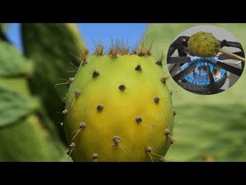 Video: Was sind Glochiden - Informationen über Kaktusglochiden und wie man sie entfernt