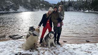 Our Holiday Routine With 3 Snow Wolves A Baby And Even Grandparents! Malamutes Love Snow!