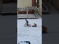 Boy Connects Dog's Sledge To His Cycle And Takes Them On a Ride - 1174542