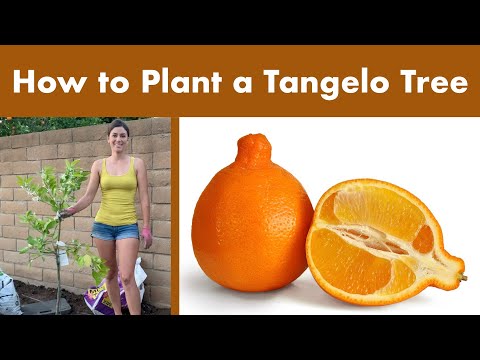 Video: Pelajari Tentang Pohon Tangelo - Bisakah Anda Menumbuhkan Pohon Tangelo