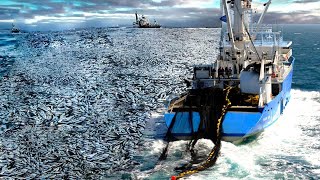 The World's Most Advanced Net Fishing Tuna Videos  Caught Hundreds Tons Giant Bluefin Tuna on Sea 2